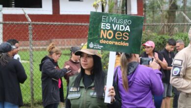 Evitarán extracción y comercialización del musgo en bosques y páramos venezolanos en temporada decembrina