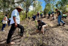 Plantan más de 32 mil especies durante Jornada Nacional de Reforestación