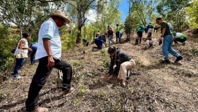 Plantan más de 32 mil especies durante Jornada Nacional de Reforestación
