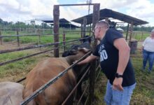 Inicia jornada masiva de vacunación contra la fiebre aftosa para prevenir brotes en el municipio