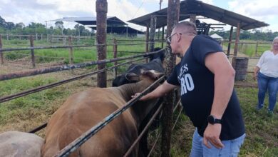 Inicia jornada masiva de vacunación contra la fiebre aftosa para prevenir brotes en el municipio