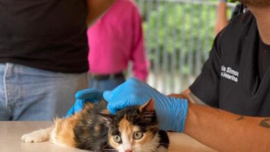 Más de 50 perritos y gatos recibieron atención veterinaria gratuita