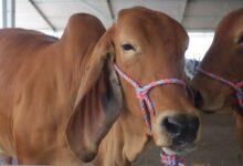 Más de 25 casas ganaderas de cinco estados se instalan este miércoles en Maturín para la Monagas Expo Agroindustrial 2025