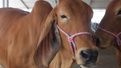 Más de 25 casas ganaderas de cinco estados se instalan este miércoles en Maturín para la Monagas Expo Agroindustrial 2025