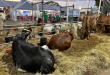 Expo Agroindustrial 2025 se convierte en una vitrina ganadera y comercial