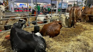Expo Agroindustrial 2025 se convierte en una vitrina ganadera y comercial