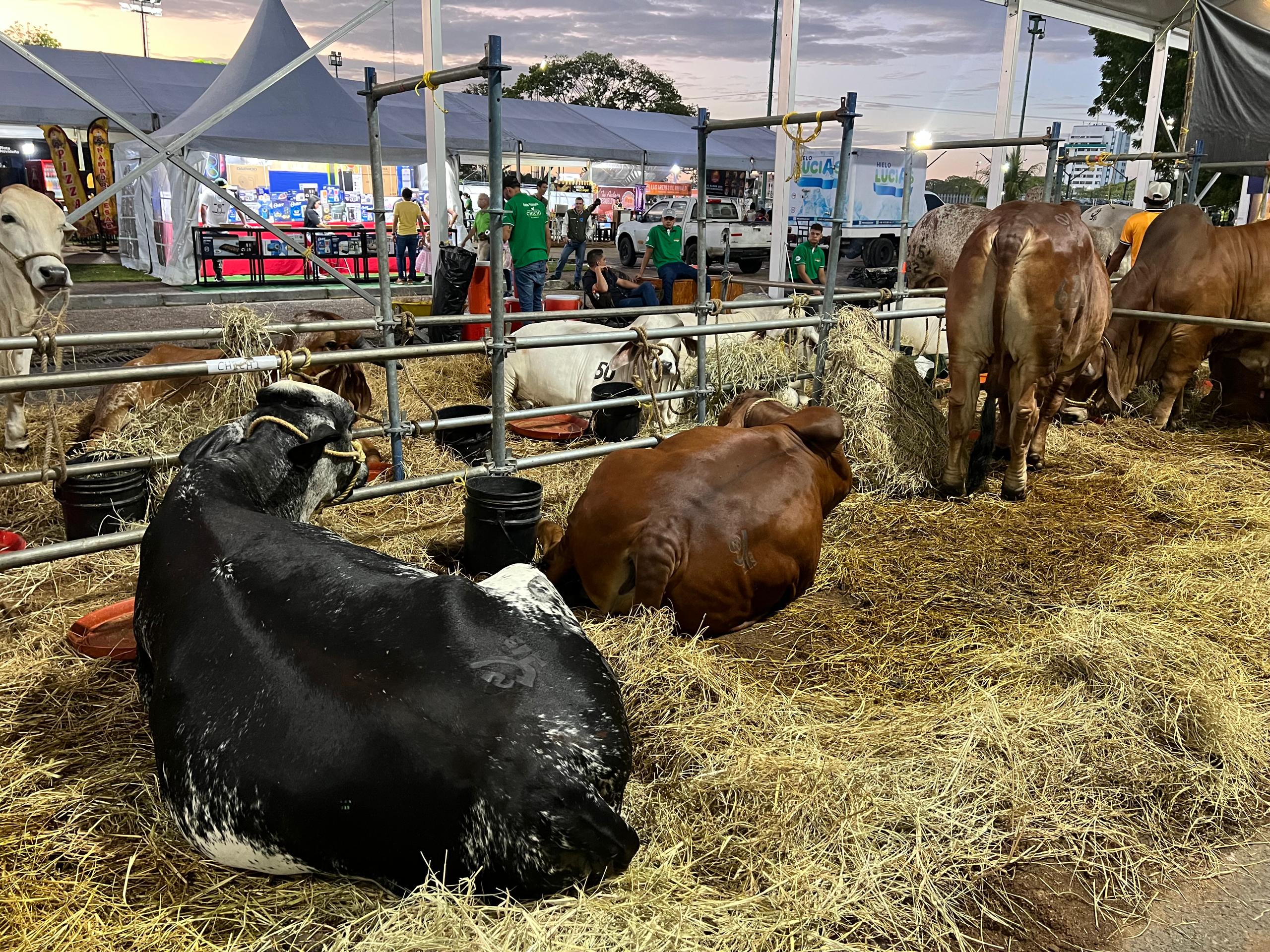 Expo Agroindustrial 2025 se convierte en una vitrina ganadera y comercial
