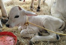 Conoce los detalles sobre"Monagas" la becerra que nació durante la Expo Agroindustrial 2025.