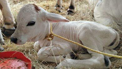 Conoce los detalles sobre"Monagas" la becerra que nació durante la Expo Agroindustrial 2025.