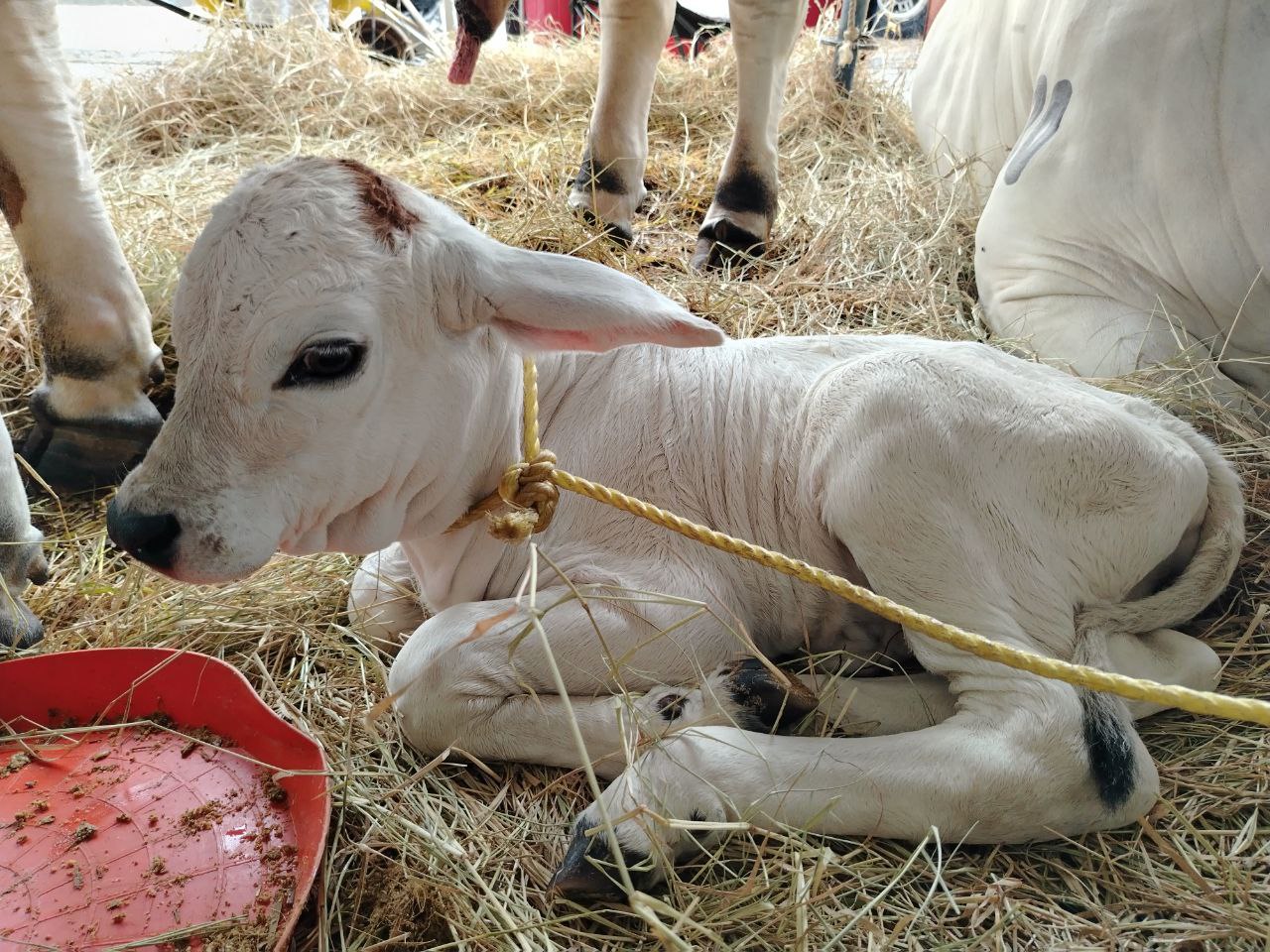 Conoce los detalles sobre"Monagas" la becerra que nació durante la Expo Agroindustrial 2025.