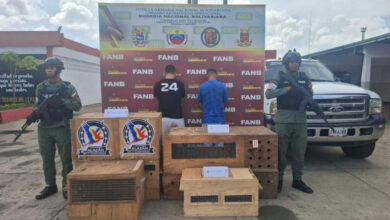 Incautan 11 ejemplares de mono viudita, especie protegida en Venezuela