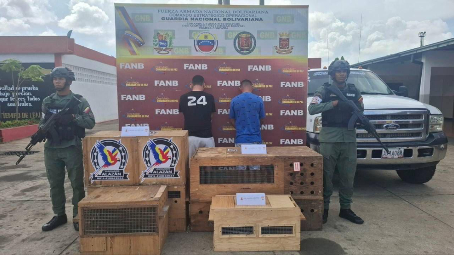 Incautan 11 ejemplares de mono viudita, especie protegida en Venezuela