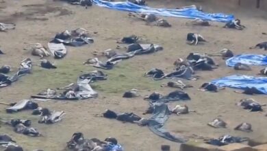 Sacrifican 330 avestruces en Canadá por riesgo de gripe aviar