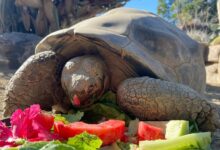 Muere Gramma, la tortuga de Galápagos de 141 años que sobrevivió a dos guerras mundiales