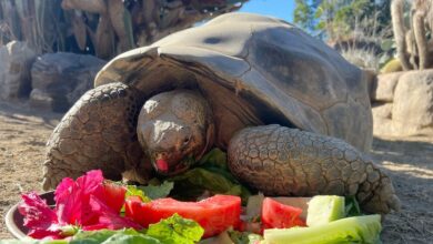 Muere Gramma, la tortuga de Galápagos de 141 años que sobrevivió a dos guerras mundiales