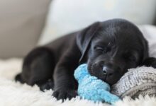 Estudio revela que los perros piensan en sus problemas por la noche