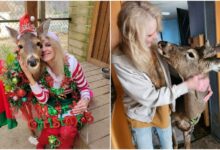 Mujer muere atacada por un ciervo de cola blanca al que intentaba domesticar