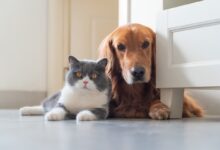 Territorios y tolerancia: cómo establecer reglas para que tu perro y gato aprendan a respetarse