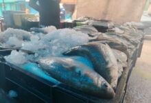 Pescadores del Mercado de Maturín reportan buenas ventas por ser la proteína más barata.