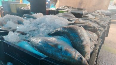Pescadores del Mercado de Maturín reportan buenas ventas por ser la proteína más barata.