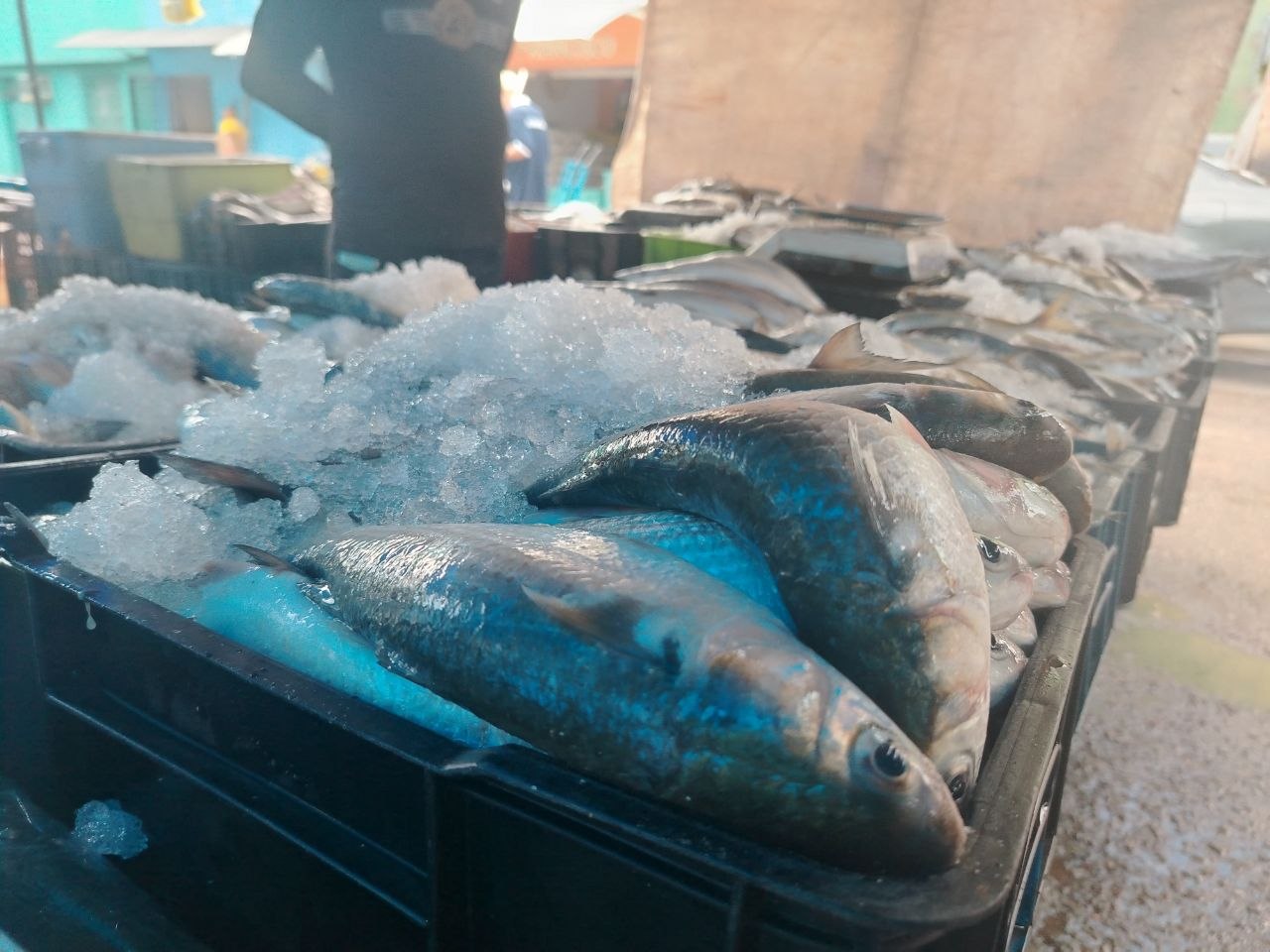 Pescadores del Mercado de Maturín reportan buenas ventas por ser la proteína más barata.
