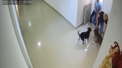 Video: Pitbull ataca a un niño de 10 años en un edificio en Colombia