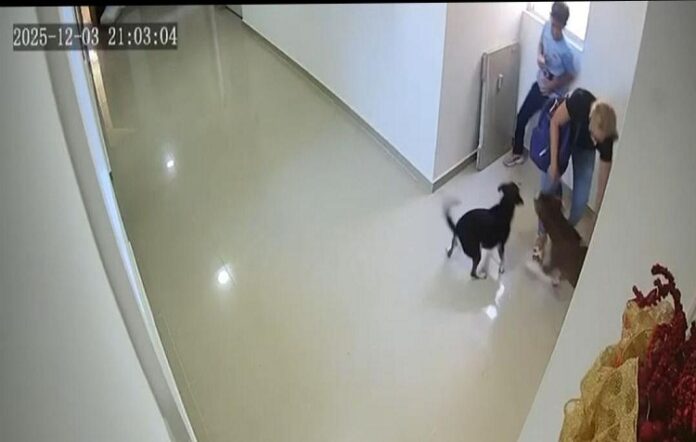 Video: Pitbull ataca a un niño de 10 años en un edificio en Colombia