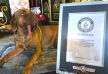 Ozzy, perro de 4 años, rompe récord Guinness por tener la lengua más larga del mundo
