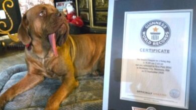 Ozzy, perro de 4 años, rompe récord Guinness por tener la lengua más larga del mundo