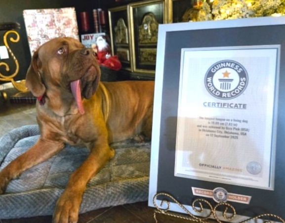 Ozzy, perro de 4 años, rompe récord Guinness por tener la lengua más larga del mundo