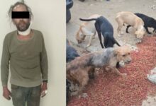 Descubren matadero clandestino con más de 70 restos de perros tras una riña en México