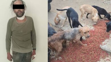 Descubren matadero clandestino con más de 70 restos de perros tras una riña en México