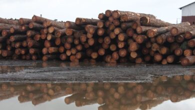 Maderas del Orinoco cierra 2025 con un aumento de facturación del 152 %