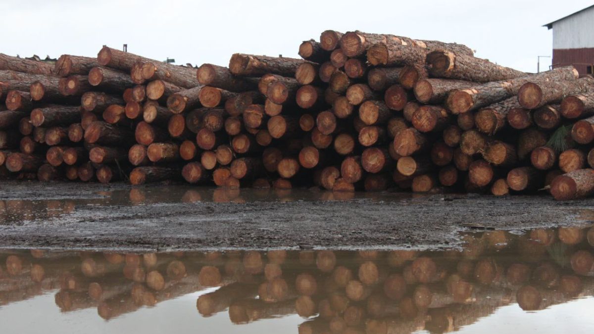 Maderas del Orinoco cierra 2025 con un aumento de facturación del 152 %