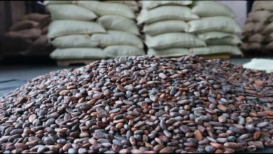 Venezuela exporta 200 toneladas de cacao a Rusia para cerrar el 2025