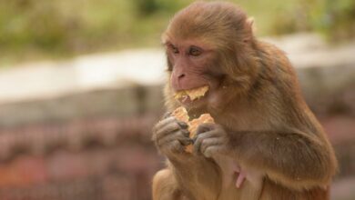 Lanzan campaña para alertar sobre los peligros de humanizar la fauna silvestre