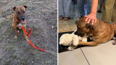 Adoptan a Thor, el perrito que se volvió viral por "robar" un peluche