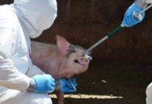 Autoridades dan por controlado el brote de peste porcina en España