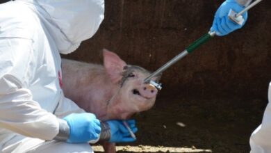 Autoridades dan por controlado el brote de peste porcina en España