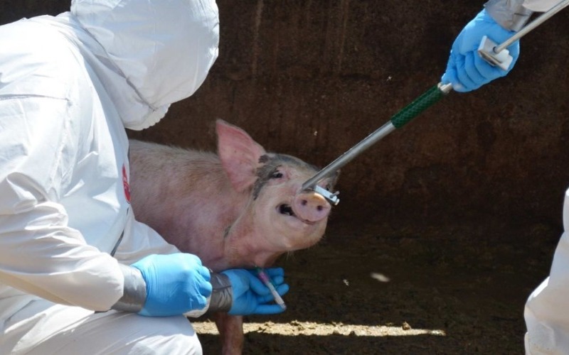 Autoridades dan por controlado el brote de peste porcina en España