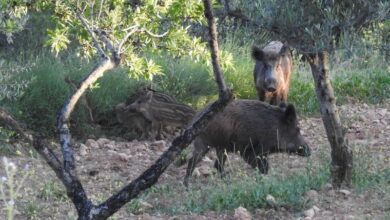 Cataluña detecta dos nuevos casos de peste porcina africana en jabalíes