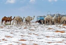 Histórica nevada cubre de blanco el desierto de Arabia Saudita
