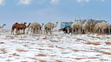 Histórica nevada cubre de blanco el desierto de Arabia Saudita