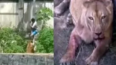 Muere atacado por una leona tras ingresar al recinto del animal en el zoológico de Brasil