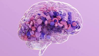 Reducir un 30% las calorías ralentiza el envejecimiento y protege la memoria