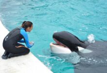 Murió Kshamenk, la orca que fue rescatada en 1992 por Mundo Marino y vivió 33 años en cautiverio