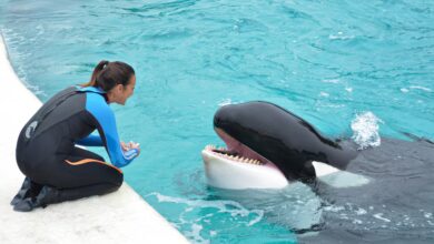 Murió Kshamenk, la orca que fue rescatada en 1992 por Mundo Marino y vivió 33 años en cautiverio