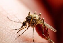 Panamá registra 26 muertes por dengue en 2025: casi la mitad que el año anterior