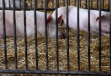 Paraguay prohíbe carne de cerdo española por brote de peste