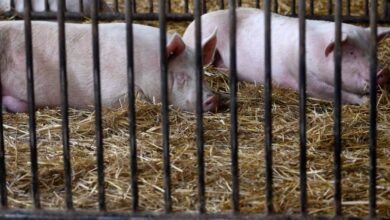 Paraguay prohíbe carne de cerdo española por brote de peste